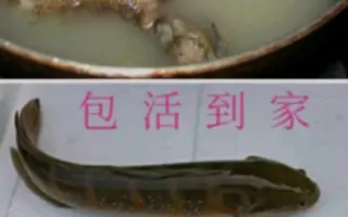 山斑鱼 哔哩哔哩 Bilibili