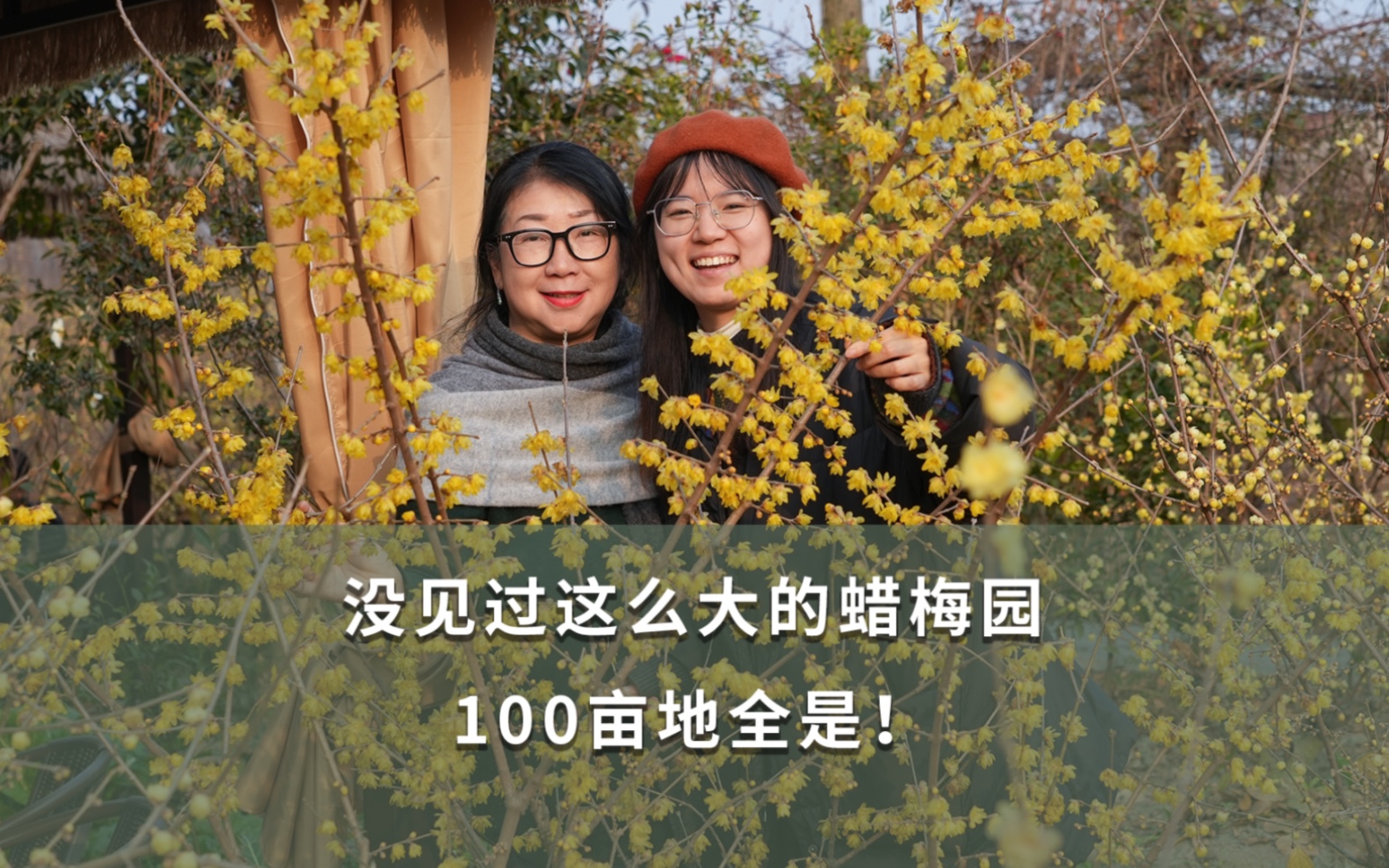 没见过这么大的蜡梅园,100亩地全是!哔哩哔哩bilibili