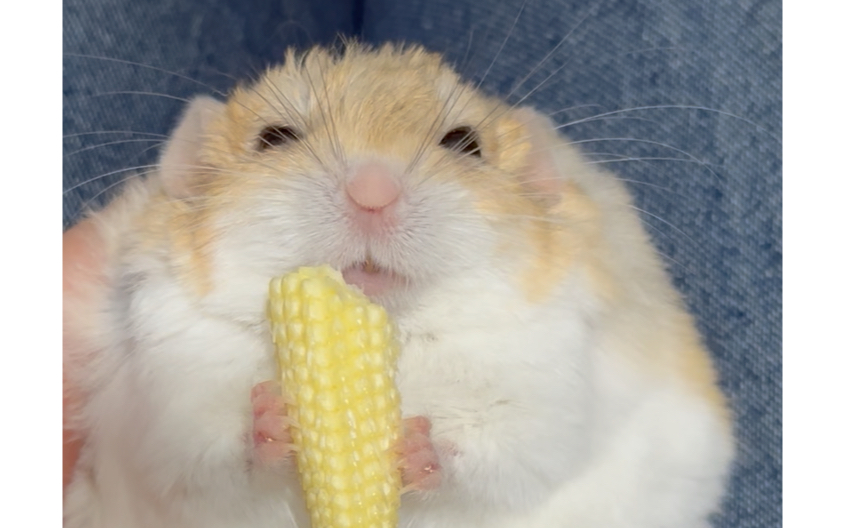 宝宝鼠鼠吃宝宝玉米