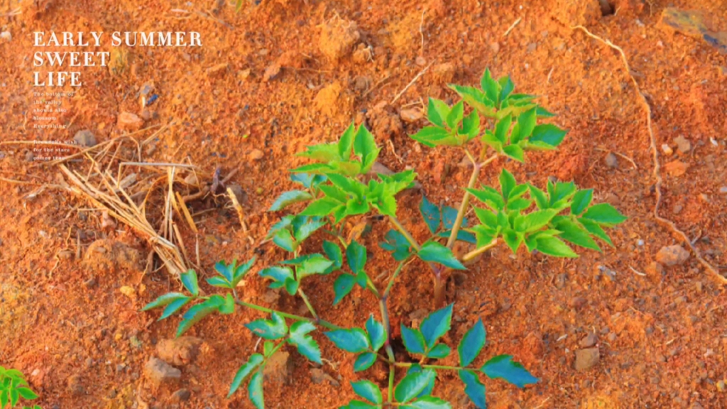 魅力中草药每日一药之独活