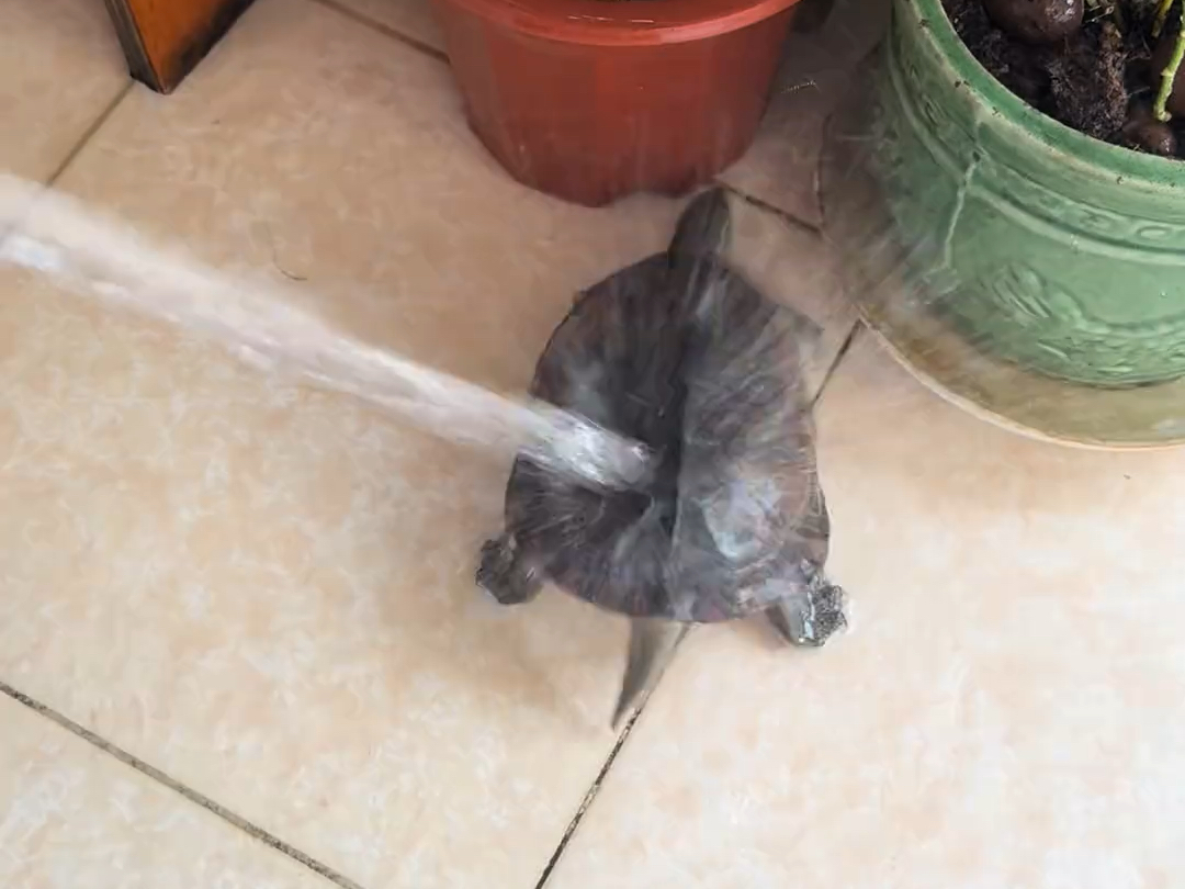 这乌龟洗澡为什么那么嚣张