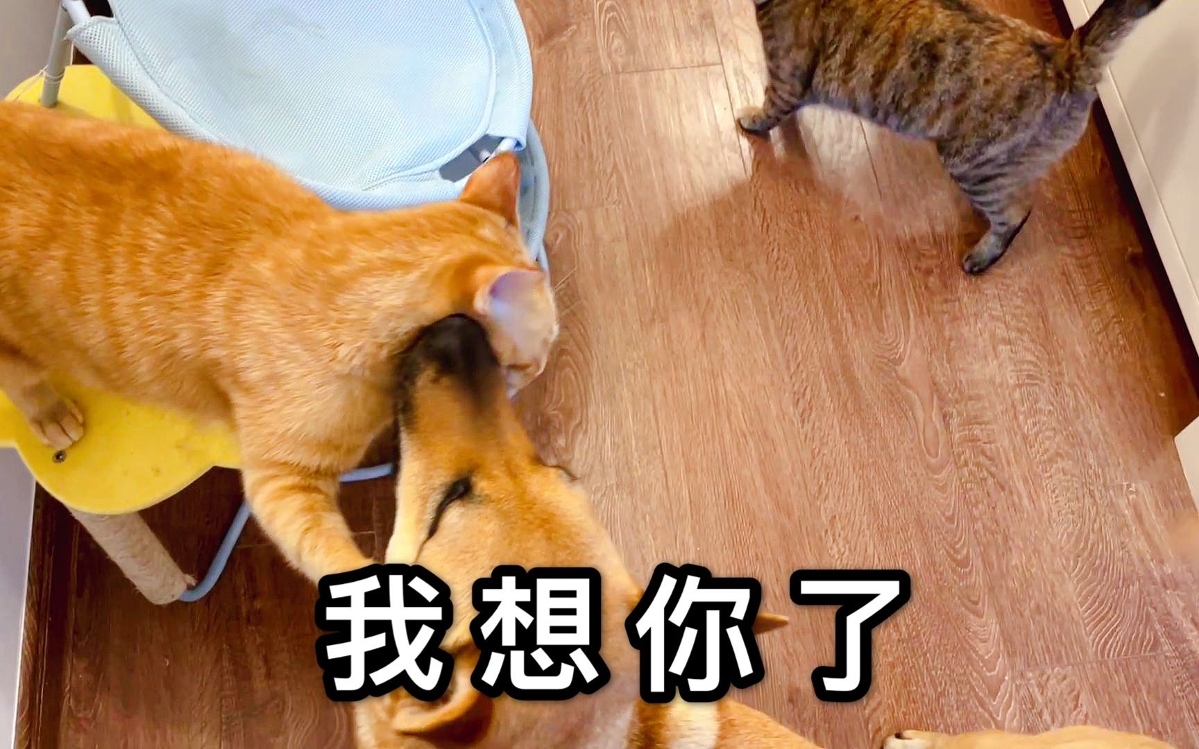 对不起我想你了