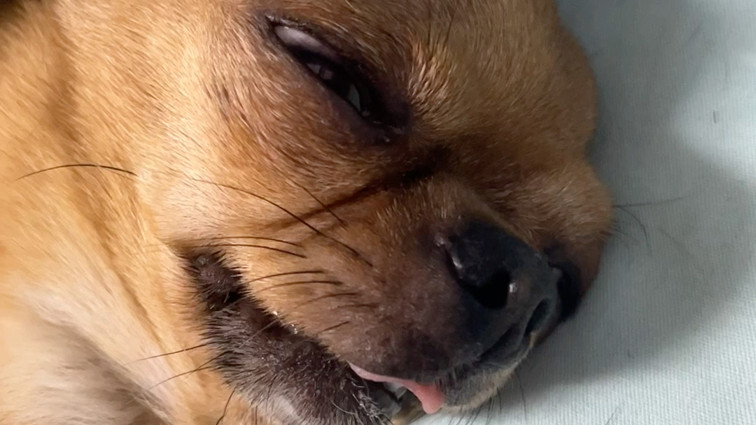 眼睛大睡觉闭不上是什么情况