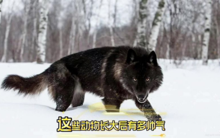 这些动物长大后真是太帅了吧#捷克狼犬 #北美大灰狼#金毛