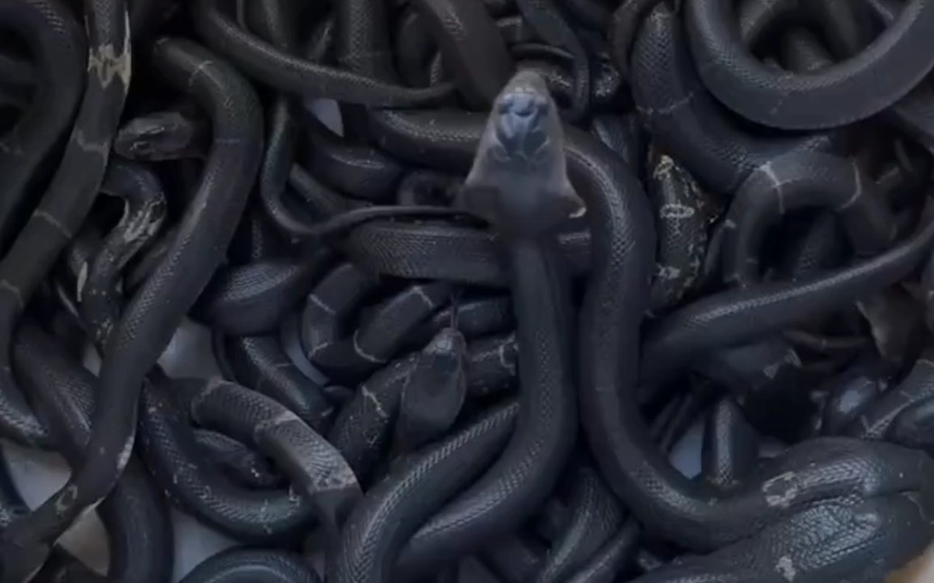 这些眼镜蛇够黑吧,有没有想来我家玩蛇的!