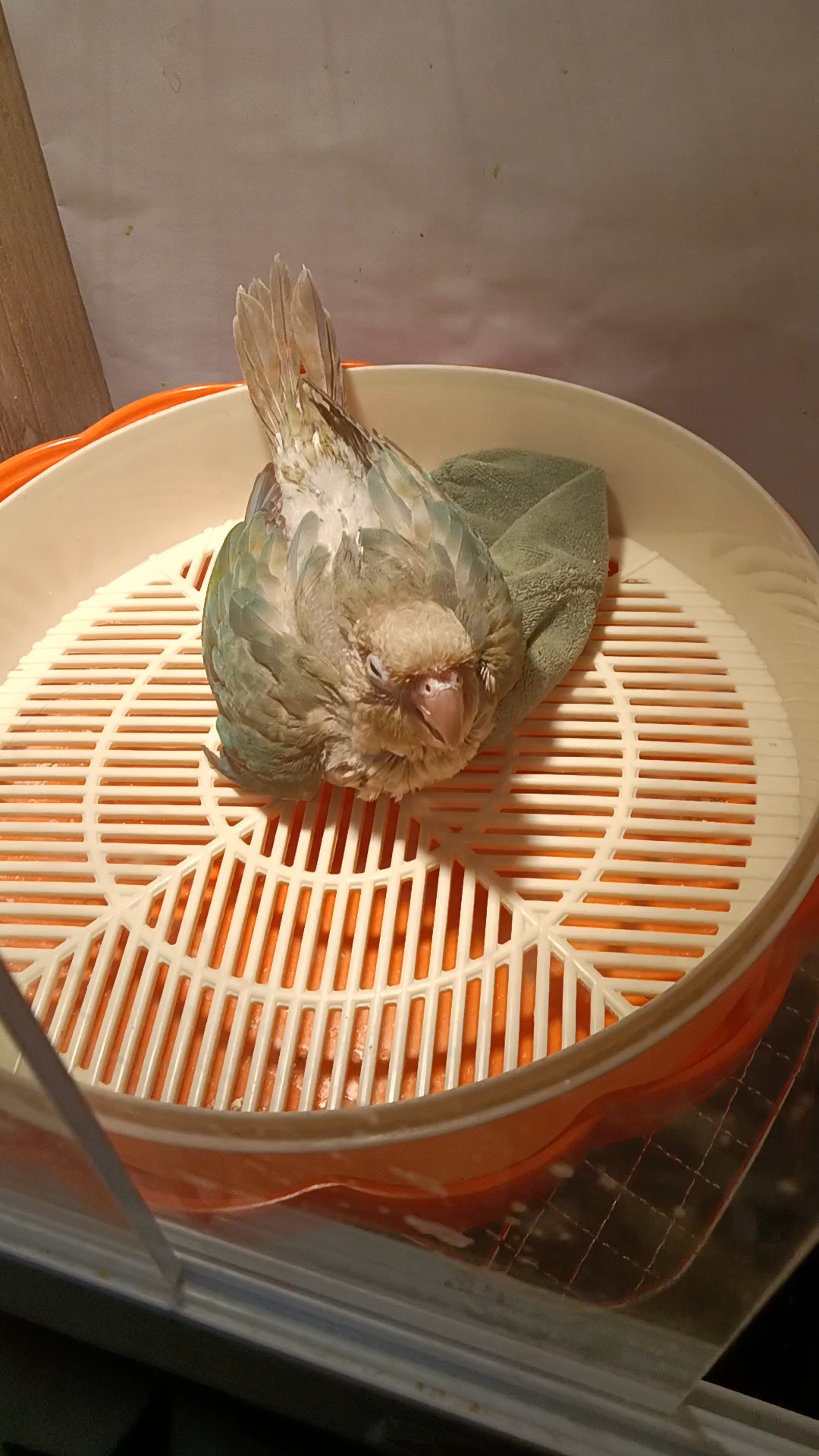 小太阳幼鸟"孵蛋"中