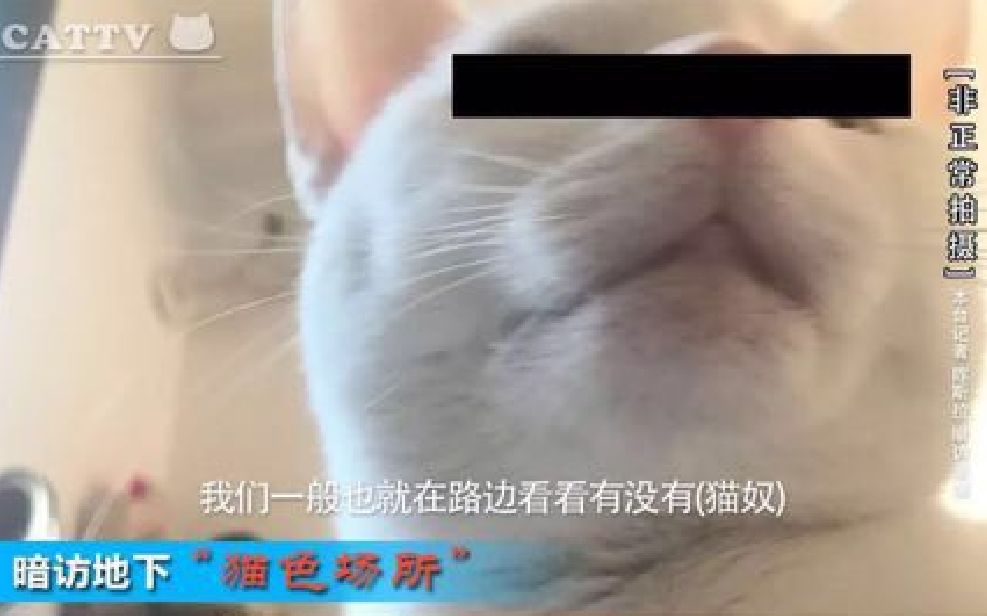 【猫】暗访火爆的“地下猫色”吸猫会所场,背后产业内幕震惊网络!哔哩哔哩bilibili