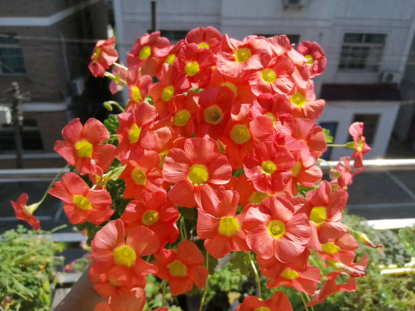 【收球】酢浆草 谷神星