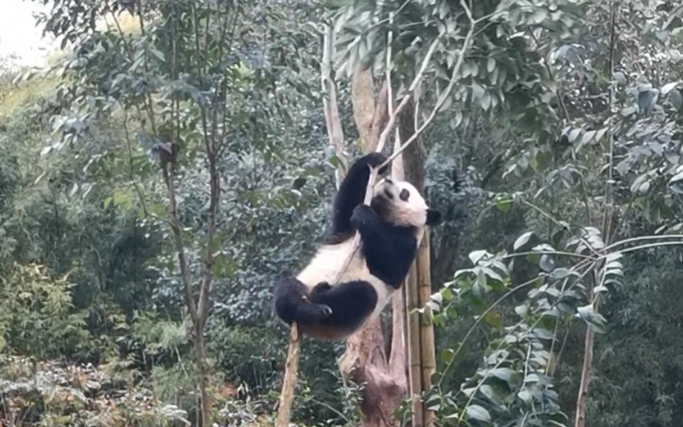 [图]【大熊猫润玥 艾玖】姐姐们的拆迁办——愿来生不做基地树