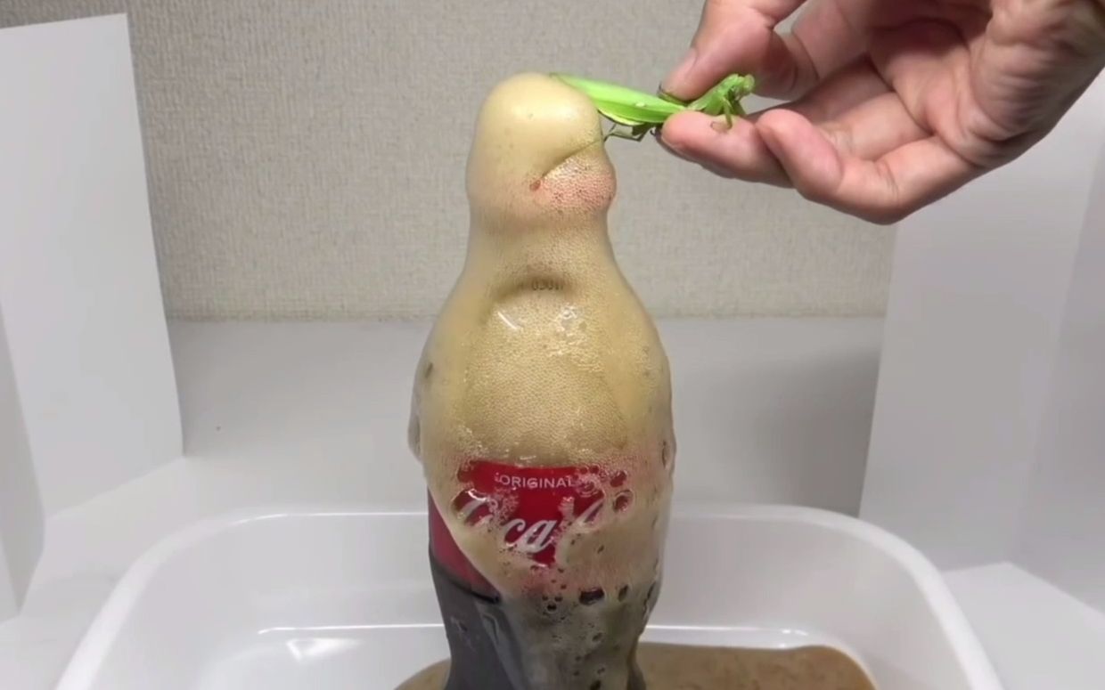 活动  用可乐加曼妥思冲击螳螂菊花,逼死铁线虫