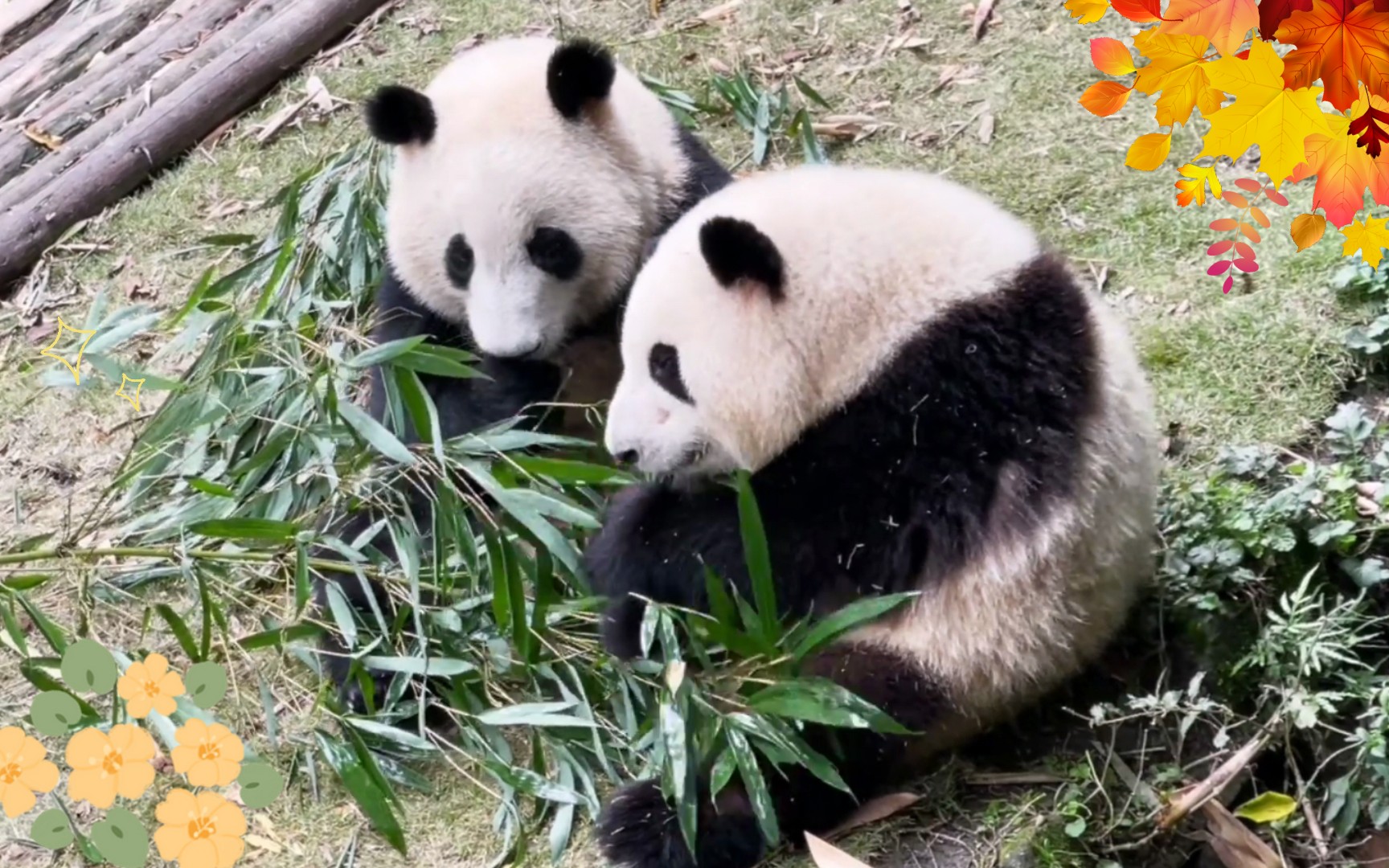 瓜娃子快和姐姐一起吃竹啦【大熊猫和花和叶】22秋