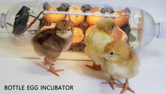 水床孵化箱孵化小野鸡 自制简易保温箱 成本低 可孵化鸡蛋 鸭蛋 鹅蛋 鹦鹉蛋 八哥蛋 各种飞禽蛋 哔哩哔哩 Bilibili