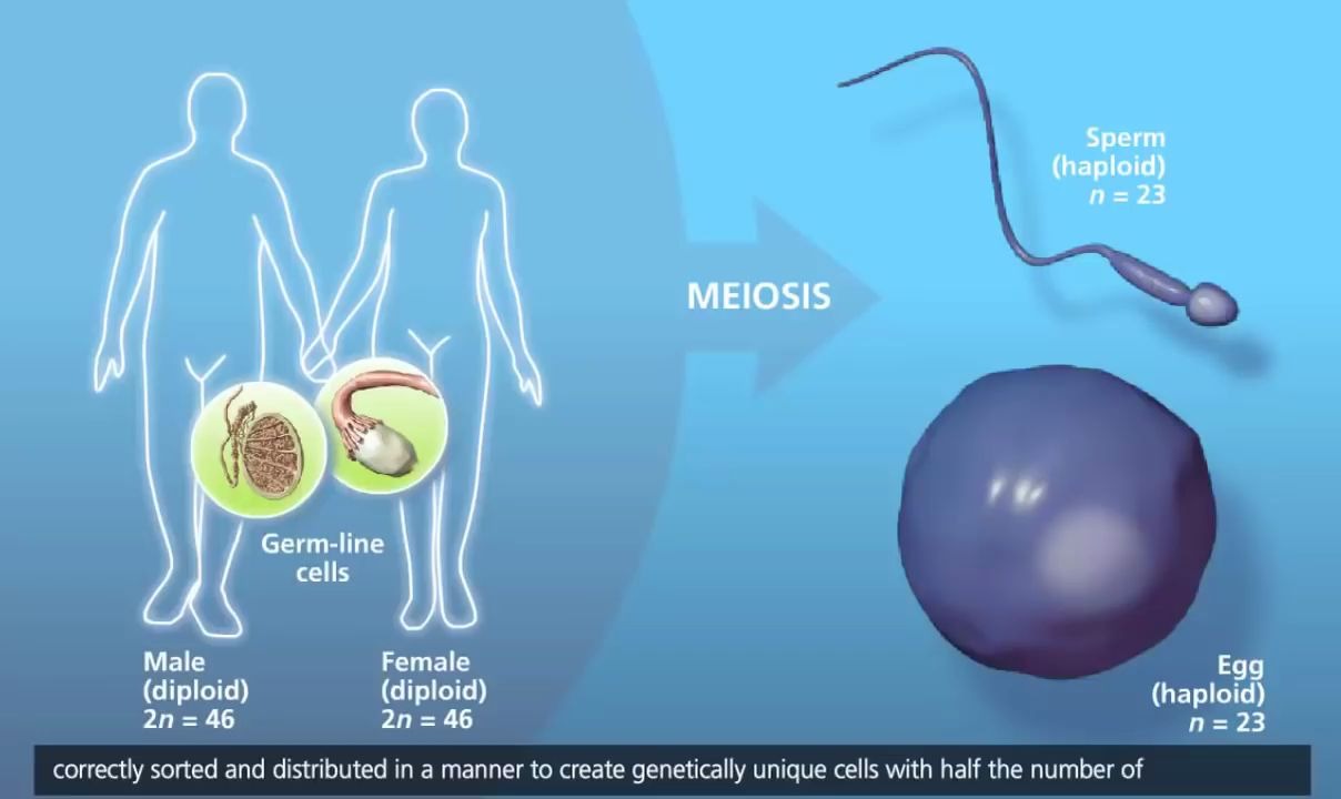 【果老师的互动课堂】减数分裂MEIOSIS哔哩哔哩bilibili