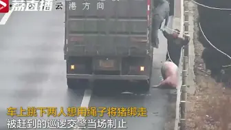 连云港：司机高速上倒车捡猪被记12分