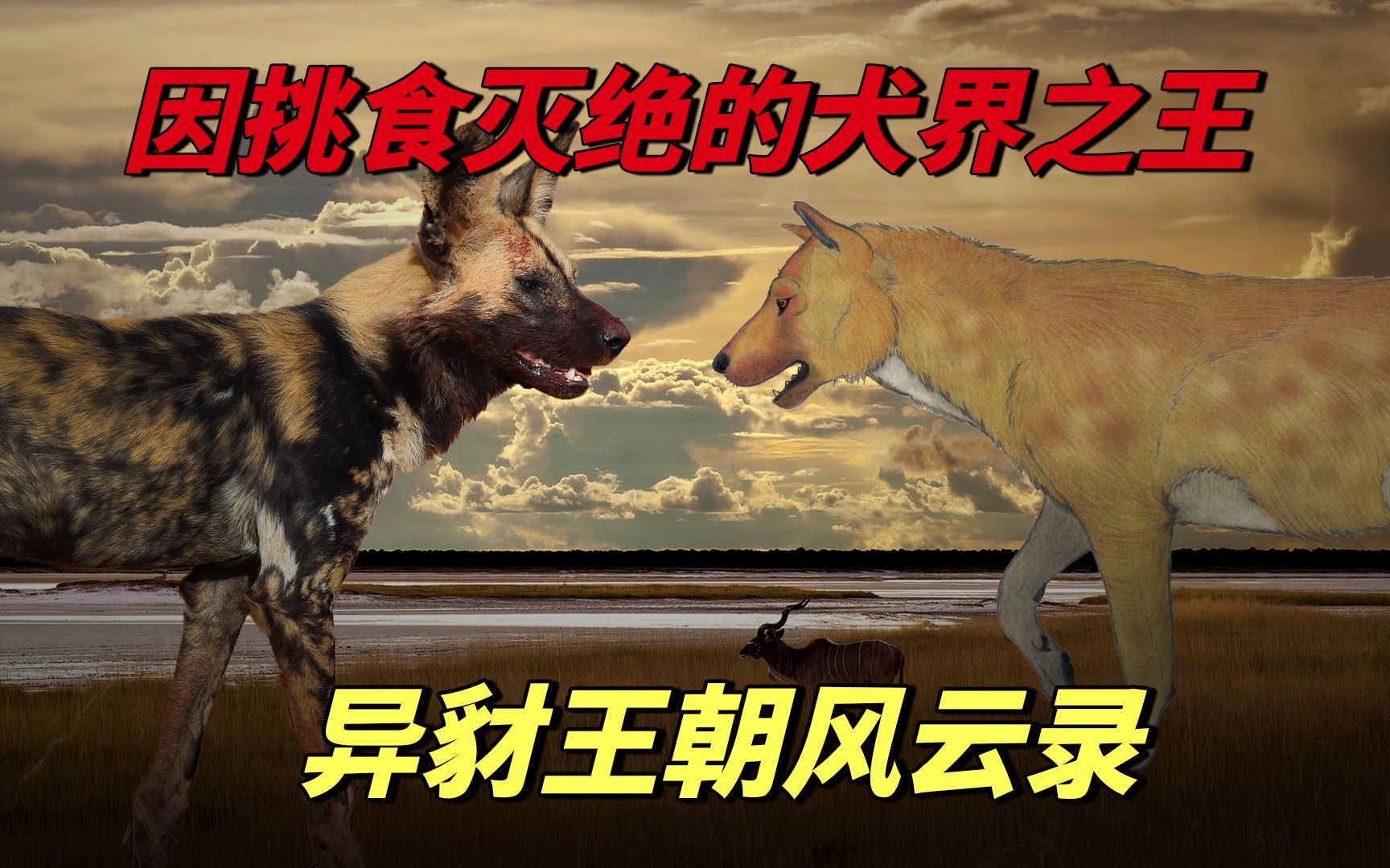 [图]非洲野犬祖先，力抗剑齿虎硕鬣狗，称雄200万年，竟因挑食而灭绝