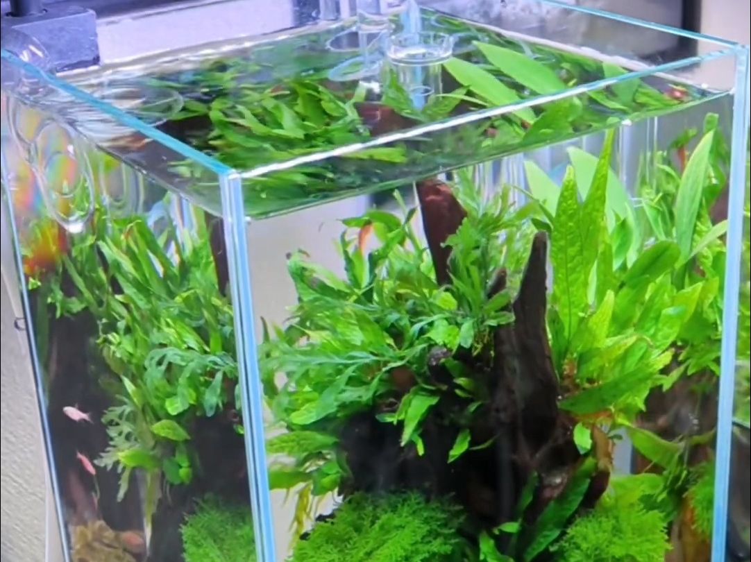 草缸造景欣赏 | 水草造景 | 生态缸造景 | 阴性水草小缸 | ada风格