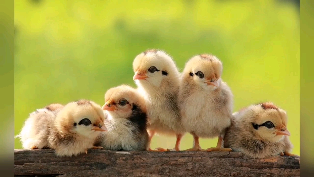 世界上最萌的小鸡图片