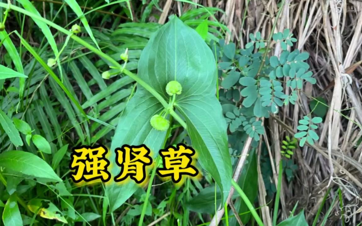 农村的“强肾草”你见过吗?果实形状像曼陀罗,拍给大家认识一下哔哩哔哩bilibili