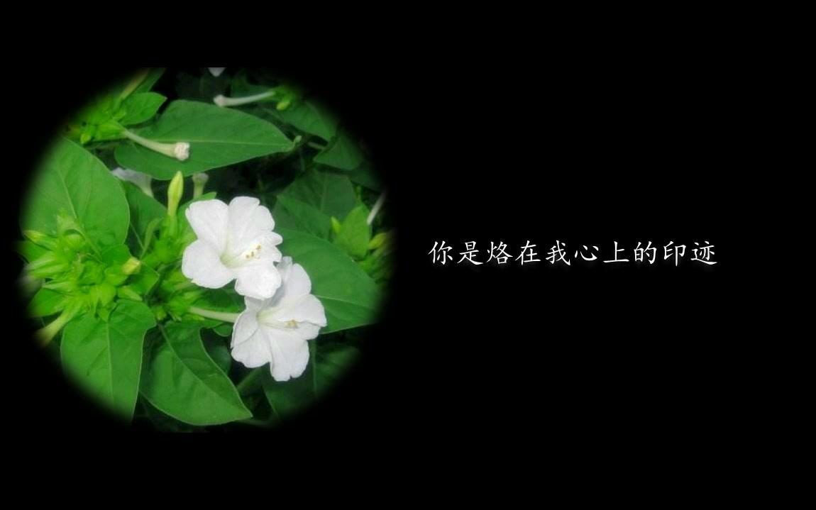 [图]草茉莉情书