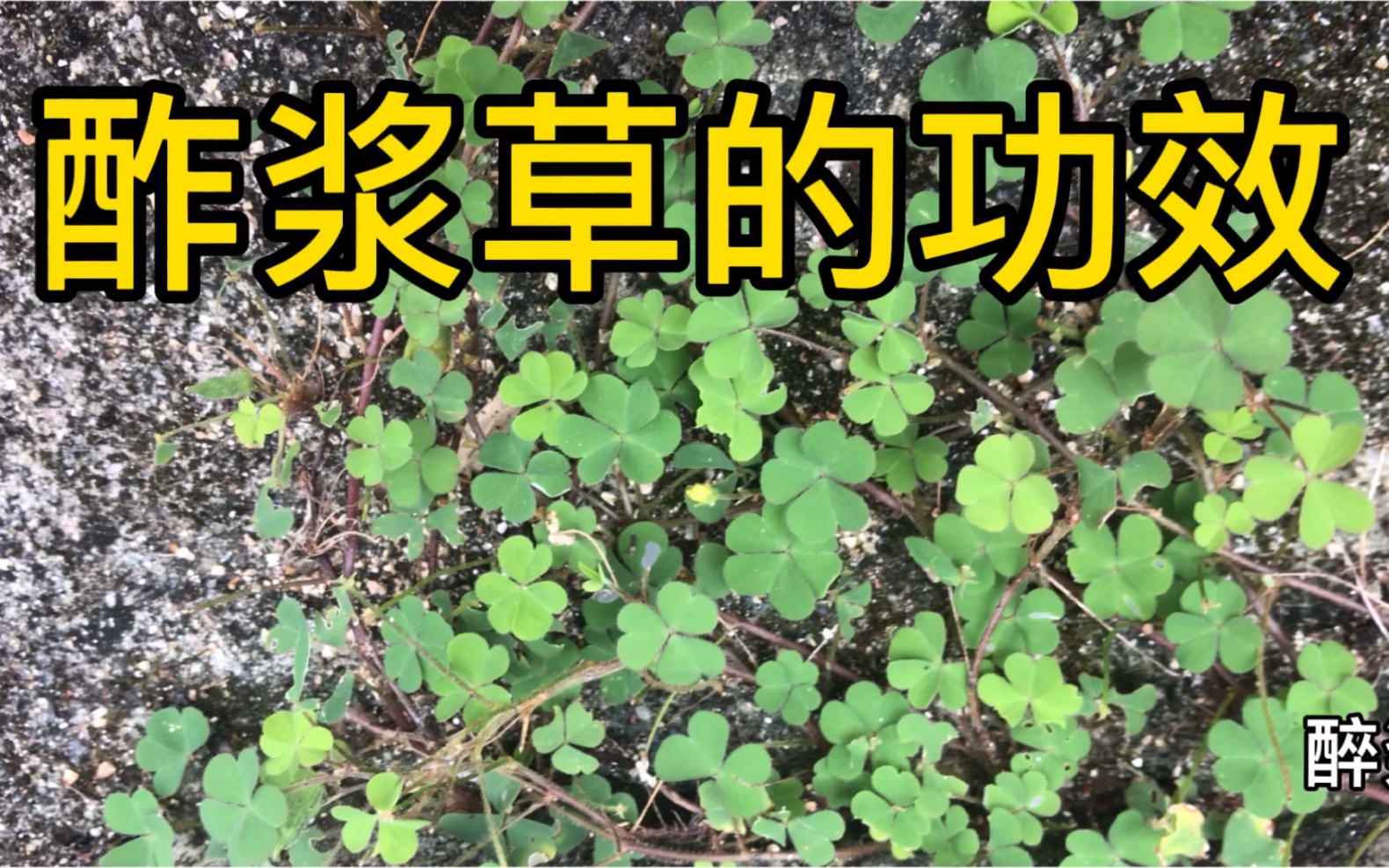 桑木酢的功效与作用(桑木酢:神奇的健康饮品)