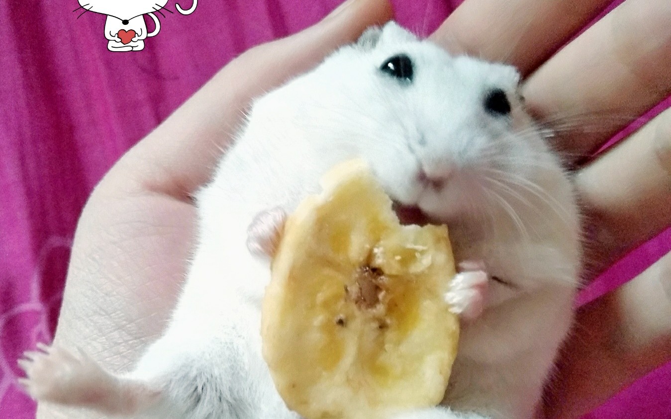 【仓鼠】吃核桃不吐核桃皮不吃核桃倒吐核桃皮