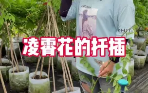 Download Video: 凌霄花后扦插，轻松一颗变多颗，让她爬满您家的院墙