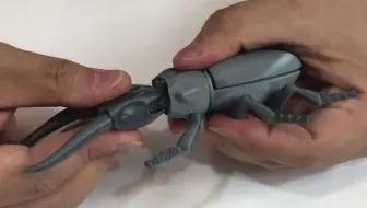 生物课代表打印折叠式鹿甲虫样本研究学习，老师直夸认真！