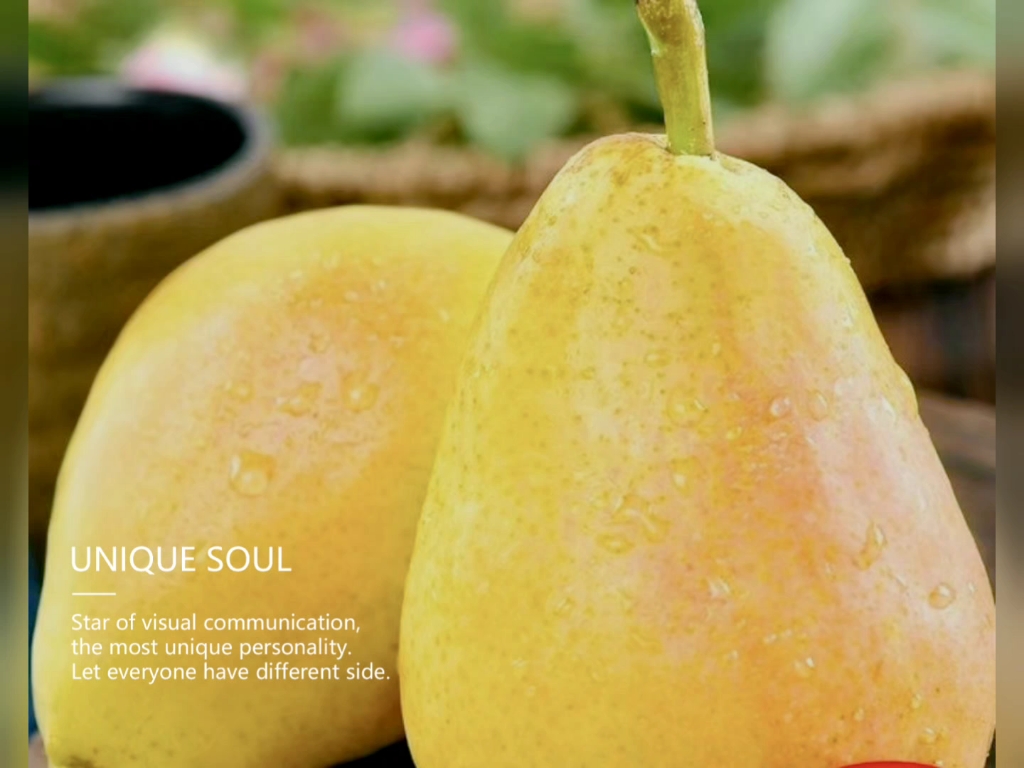 来自甘肃省天水市的香蕉梨,酥软可口纯天然水果,自产自销,现采现发,有