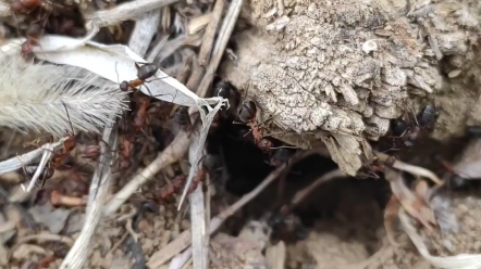 自然状态下的中华红林蚁/石狩红蚁