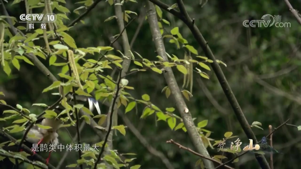 [图]梵净山为什么会成为众多珍稀濒危动物最后的栖息地？《梵净山》【CCTV纪录】