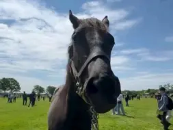 Скачать видео: 【飞机云产驹】自由岛的半妹ヤンキーローズの23