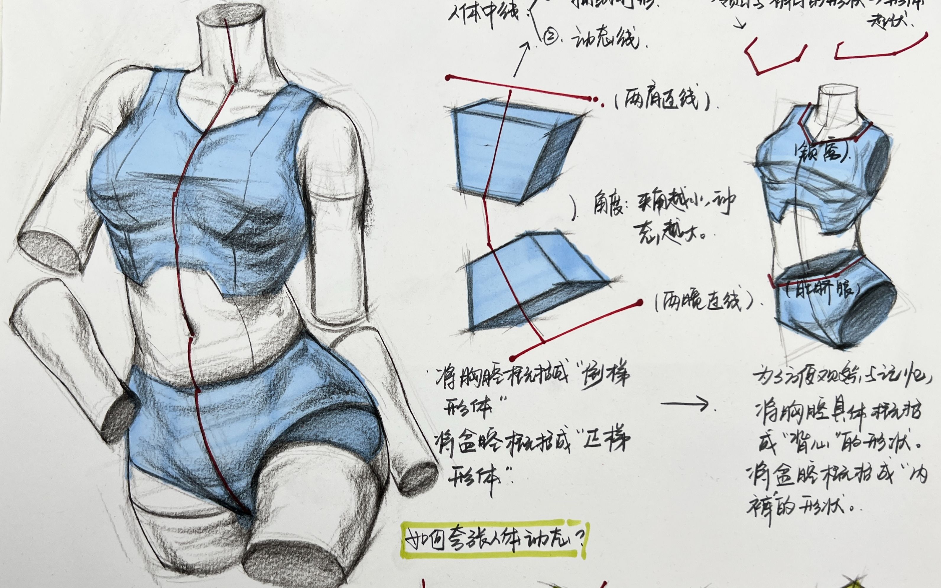 [图]美术生必学！速写躯干绘画，躯干的结构与衣褶绘画示范