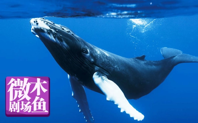 木鱼水心的个人空间_哔哩哔哩_bilibili