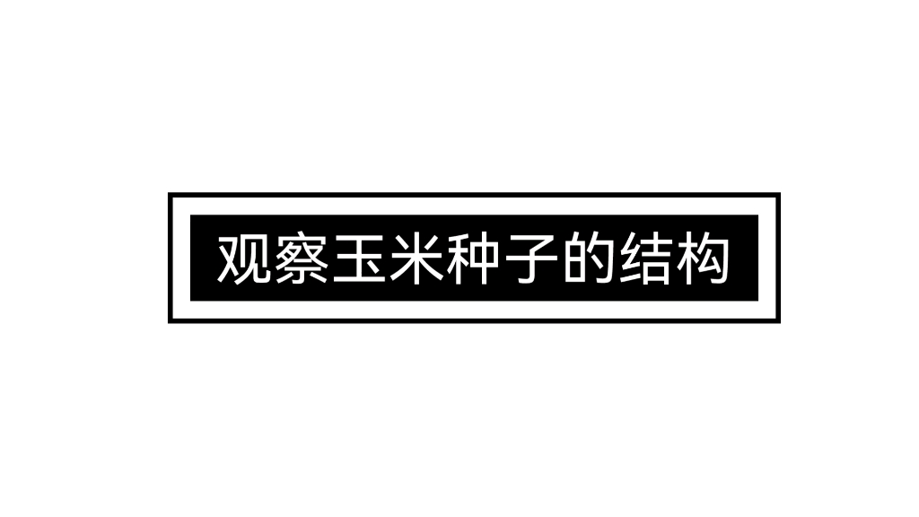 2023年湖北省襄阳市生物实验操作考试观察玉米种子的结构自制参考视频哔哩哔哩bilibili