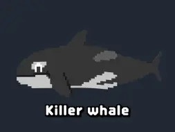 [Eng]英文-鲸鱼介绍-像素风-认知学习-Whale 8 bit - Learn Animals