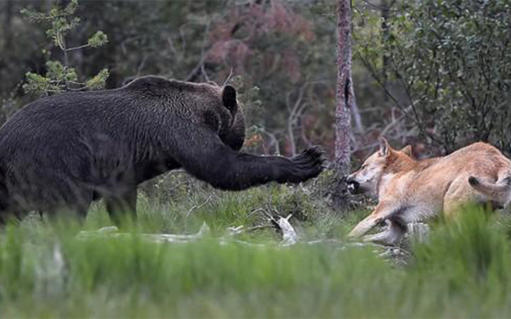 狼群大胆攻击黑熊,熊明知不敌不跑还奋力迎战,原来肚子底下有孩子