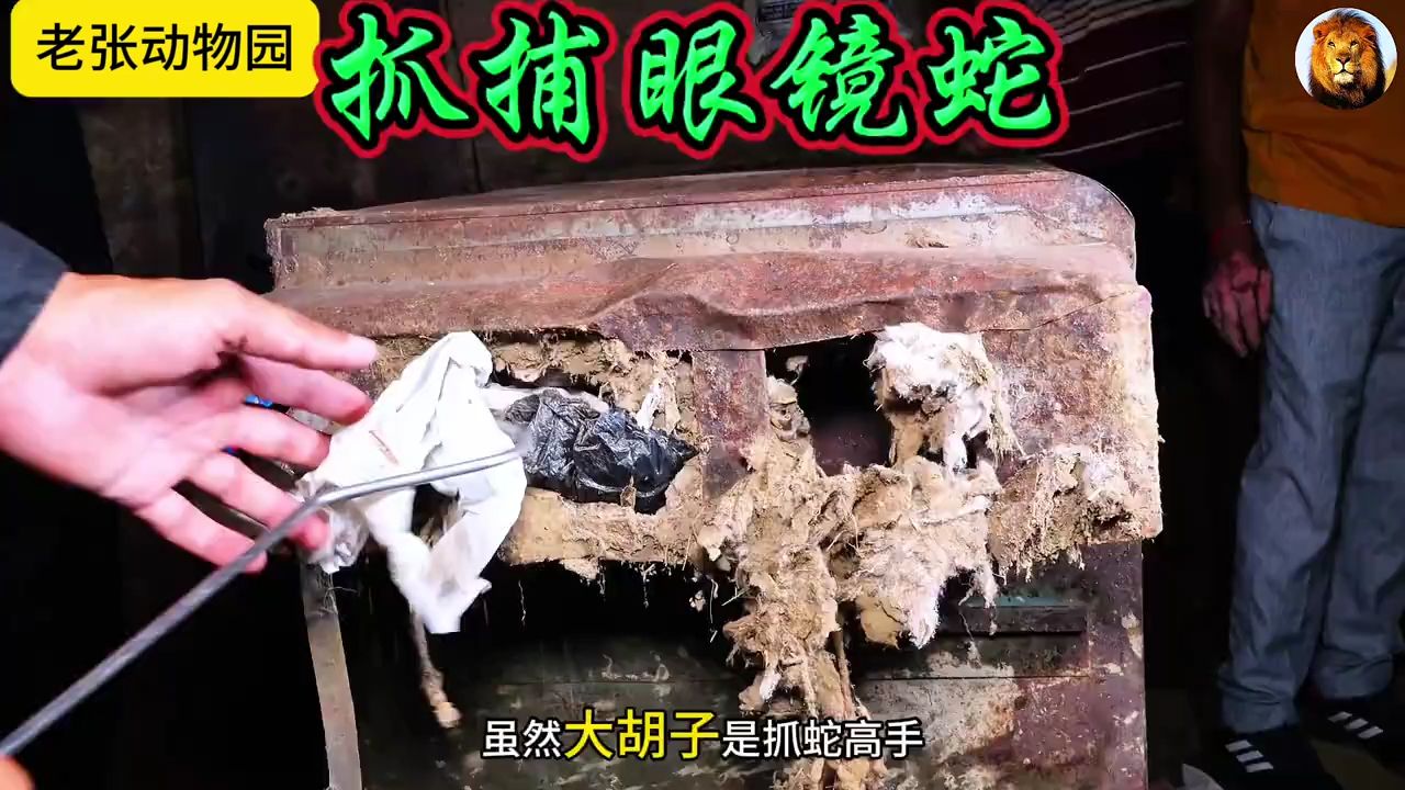 捕蛇高手纪录片图片