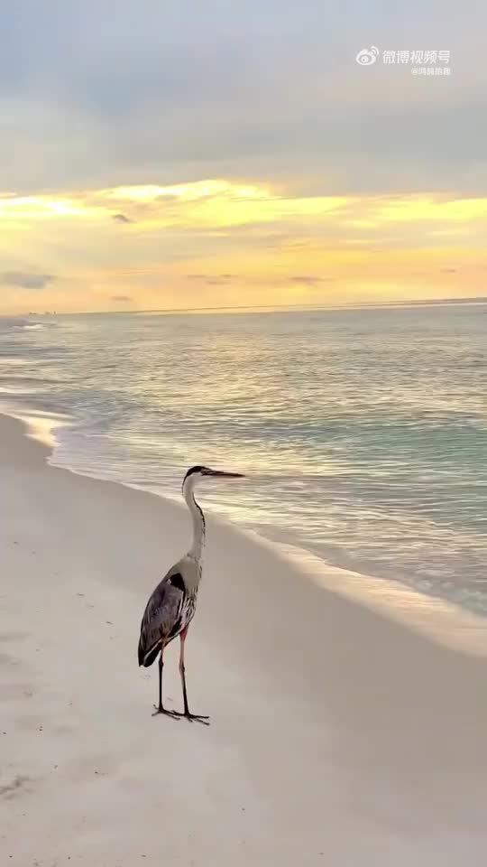 在只孤独的鸟,它在思考什么呢?