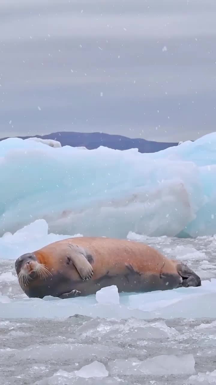 海豹胡须图片