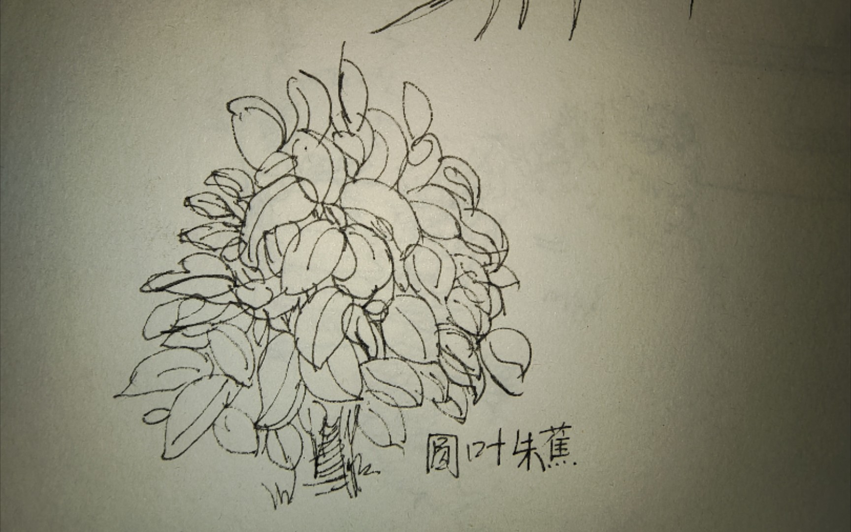 我的绘画学习 day 11 | 圆叶朱蕉_哔哩哔哩_bilibili