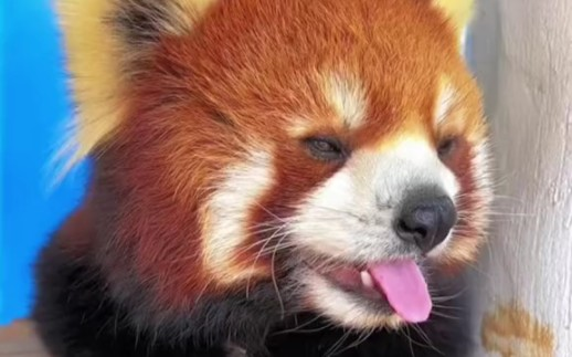100个小熊猫合集1，发满100个视频能领一只小熊猫？_哔哩哔哩_