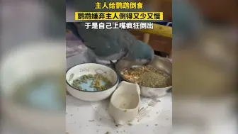 Download Video: 主人给鹦鹉倒食鹦鹉嫌弃主人倒得又少又慢于是自己上嘴疯狂倒出 鹦鹉：倒啊，想饿死我啊。