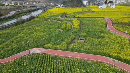 [图]生活在贵阳 油菜花香佳人来