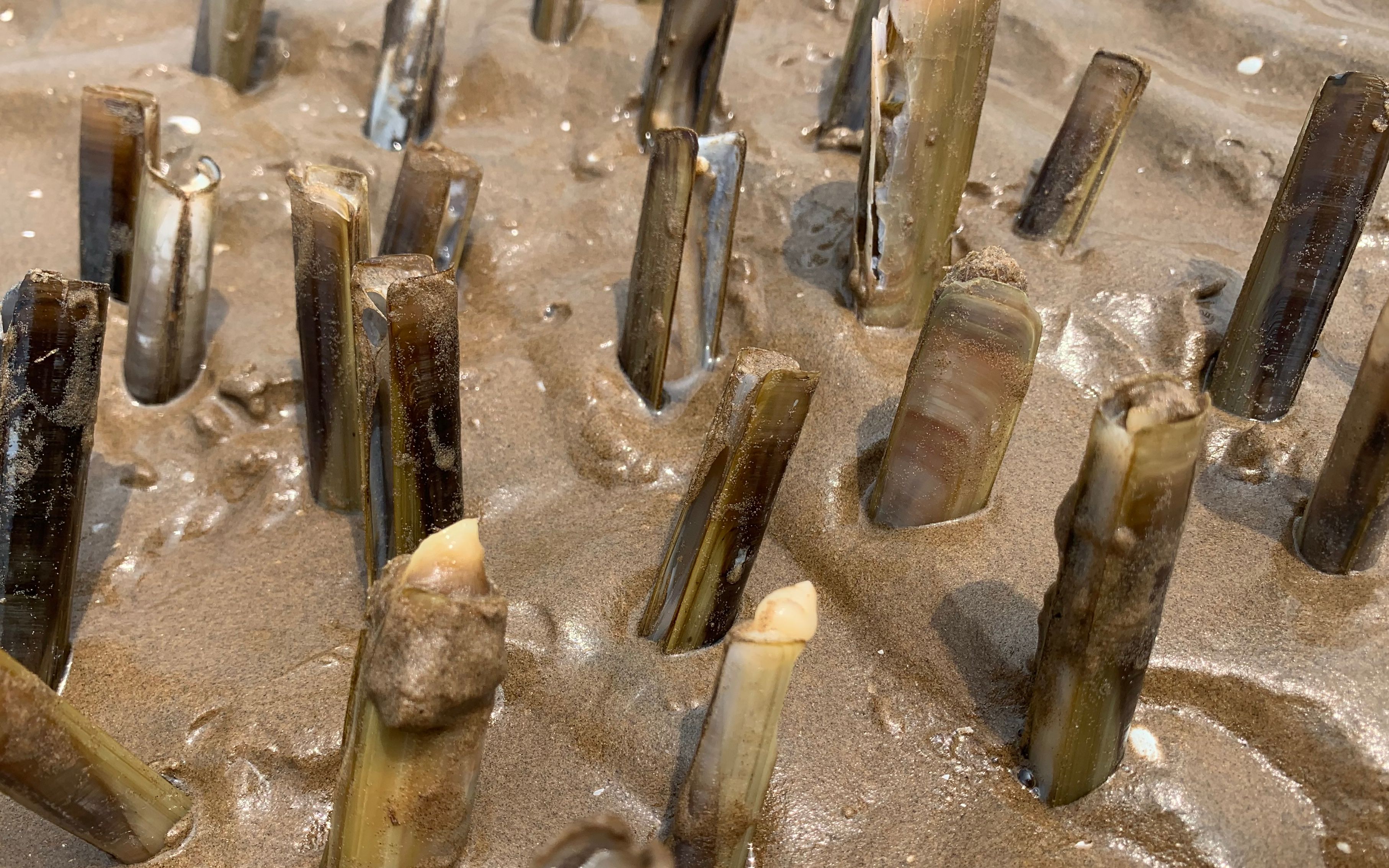 海边退大潮,二蛋赶海碰到好多蛏子出来晒太阳,马上全部收下