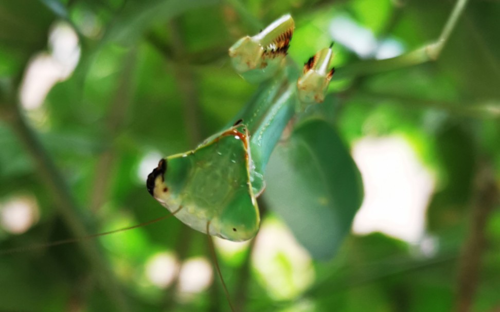 台湾斧螳螂hierodula formosana