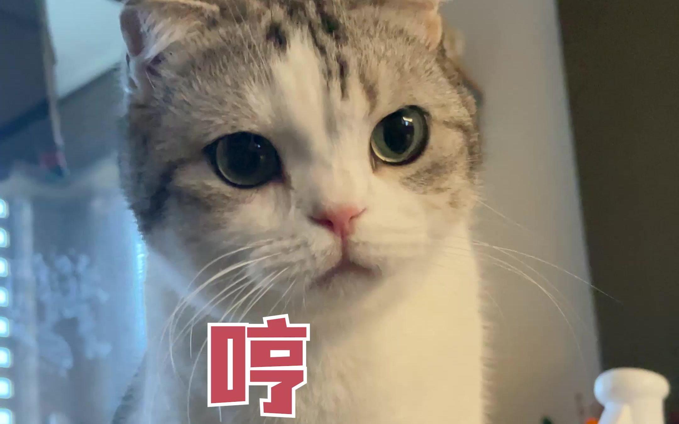 [图]不小心踩到猫了，被猫守着要补偿