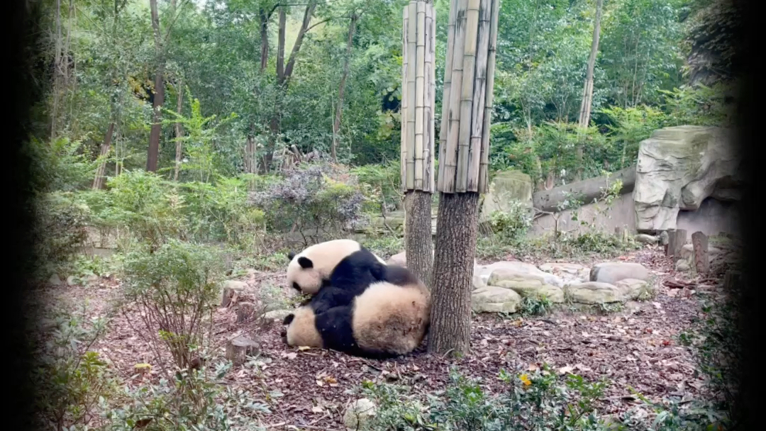 [图]偶遇一只骄傲的小孔雀，大熊猫打架，爬树，熊猫宝宝