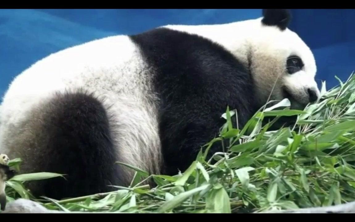 【滚滚系列】:是谁说的一胖毁所有,看看我们的胖达君.