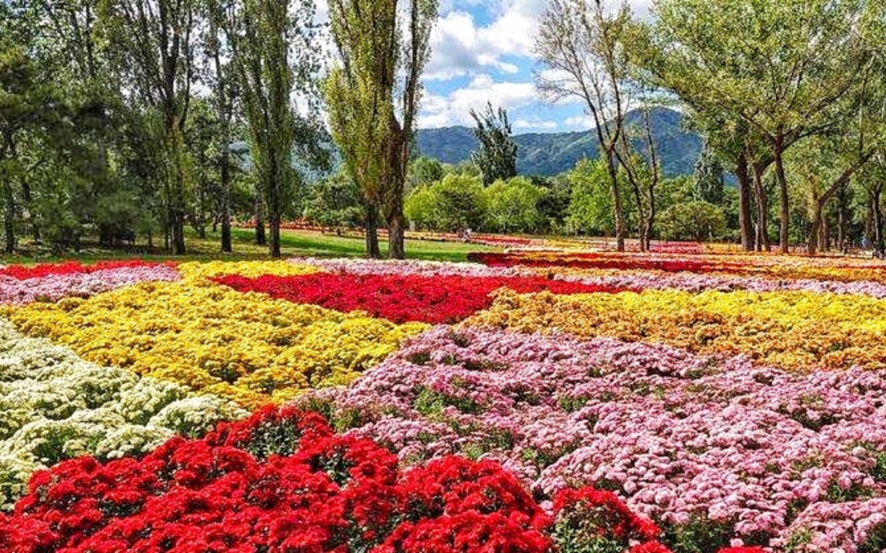 国家植物园首届菊花展
