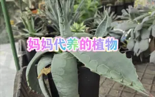 下载视频: 是谁家植物这么丑啊？